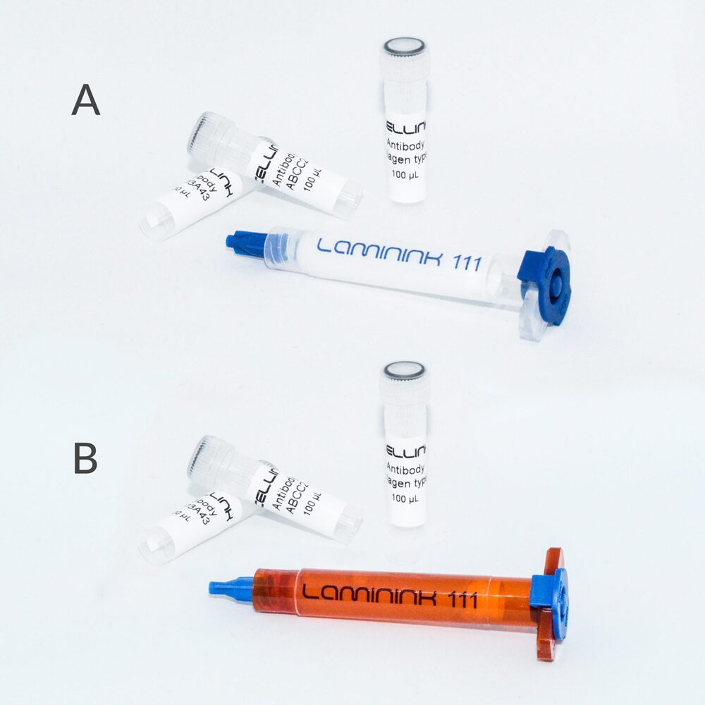 Liver Tissue Model Kit