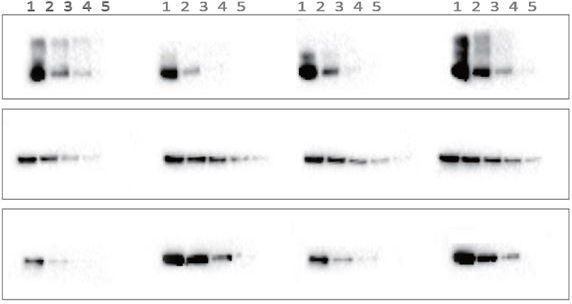 eBlot™ L1